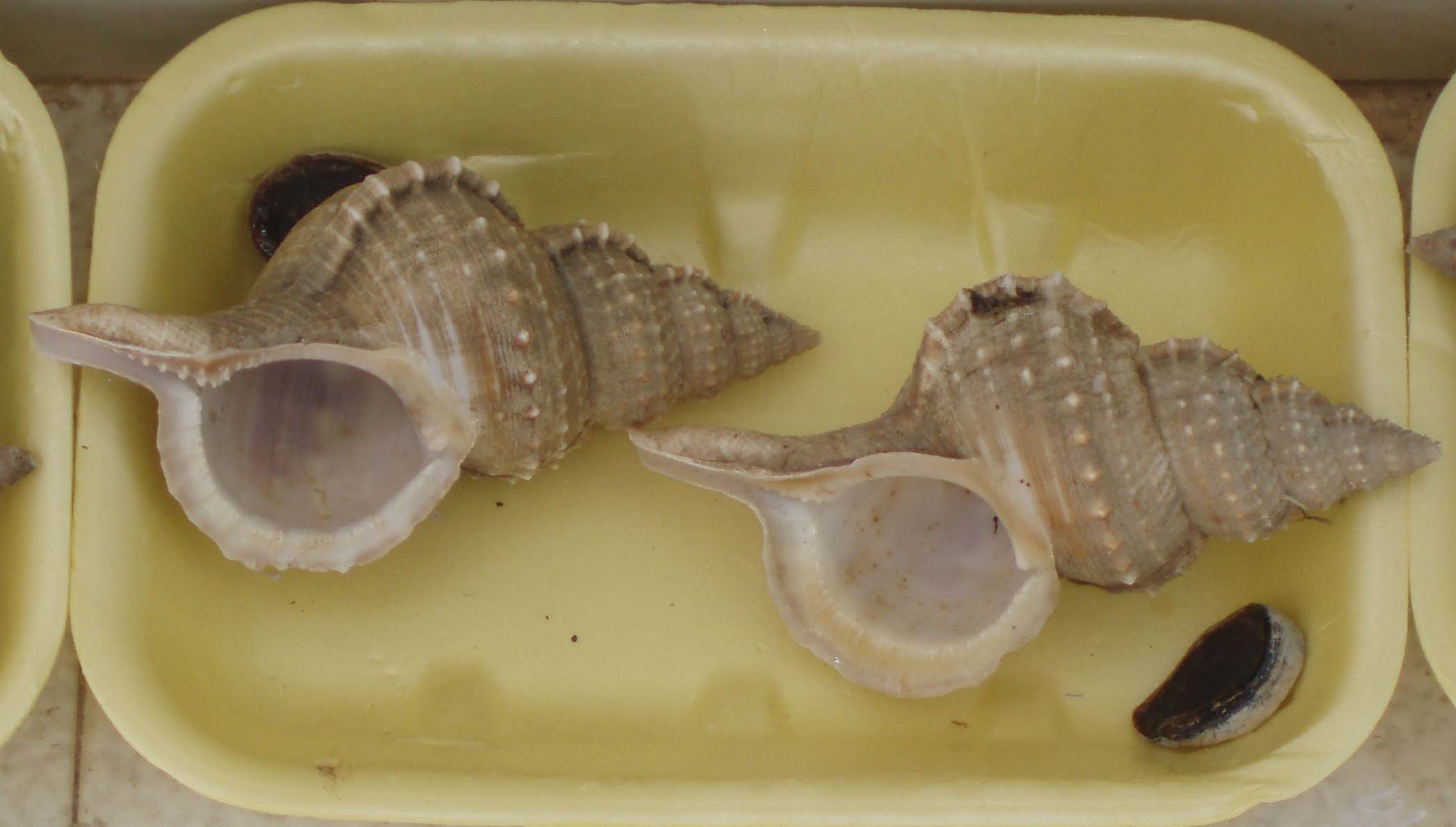 Ranella olearia